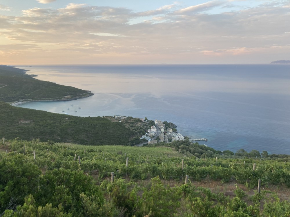 Les vins de Corse: l'île de beauté dans votre verre!